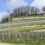 larcis-ducasse-vineyards.jpg