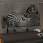 latour-zebra.jpg