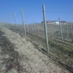 Asili Vineyard at Giacosa in Barbera