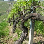 san-lorenzo-vineyard.jpg