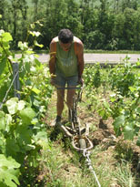 Burgundy vineyard work