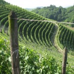 Sandrone's Valmaggiore vineyard
