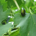 vineyard beetle