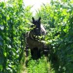 Zind Humbrecht horse and vines
