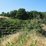 Terraced Nerello vineyards