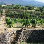 Valcerasa terraced nerello