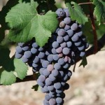 Nebbiolo grapes 