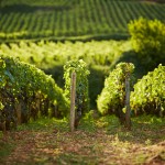 burgundy-vineyards