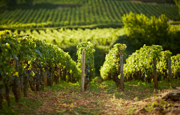 burgundy-vineyards