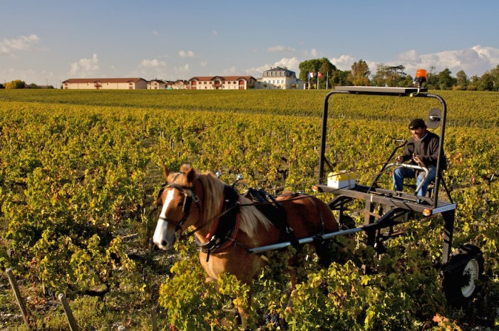 Horse tilling the vineyards with their own home made horse carriage at  Chateau Pontet-Canet,   Pauillac, Bordeaux, France