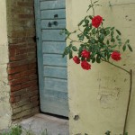 toscana_rose_1