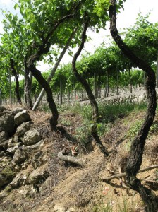 valpolicella-old-vines