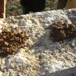 Clos Blanc de Vougeot soil (L) vs Clos de Vougeot soil (R)