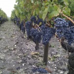 Vineyards at Chevalier