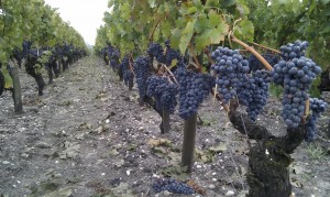 Vineyards at Chevalier