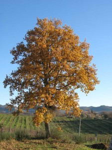 badia-tree