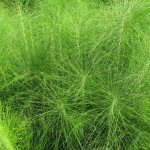 Zeno’s horsetail