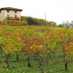 boca montalbano vineyard