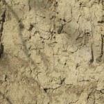 Vinchio-sandy-tufo-soils