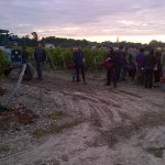 Picking in vineyard