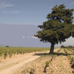 La Crau Vineyard, Vieux Télégraphe, Vignobles Brunier