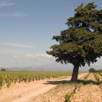 rhone-landscape