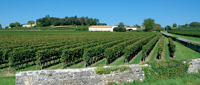 Ch Angelus vineyards
