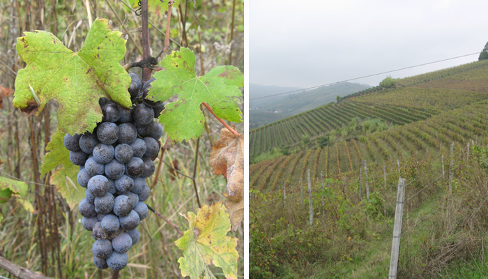 Left - Nebbiolo grapes Right: Vineyard in San Cristoforo, in Punset, Piedmont