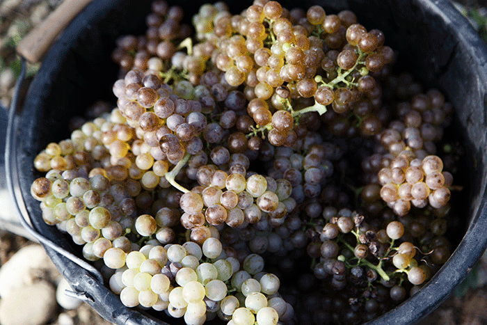 Fruit from the Rhône harvest this year. Photograph: Jason Lowe