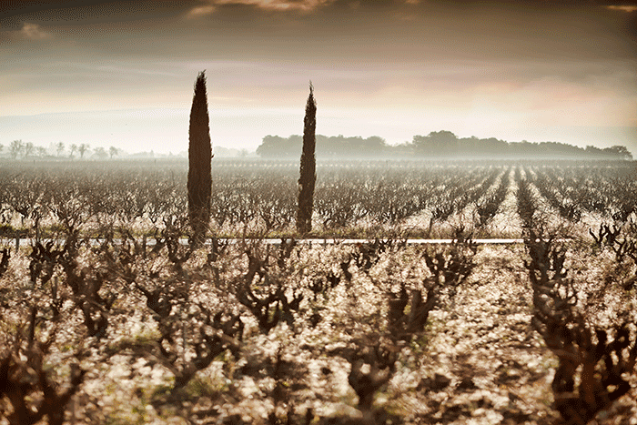Beaucastel say 2012 is a tale of an "unbalanced climate, but very balanced wine"