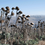 carciofi-artichokes-dic-13