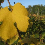 fiano-leaf-campania-oct-13