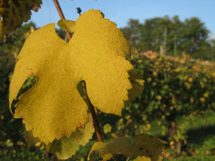 Vine leaf - Fiano grape in Campania's vineyards