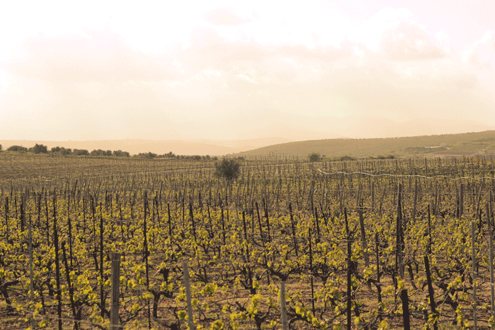 Lyrarakis vineyards at sunset
