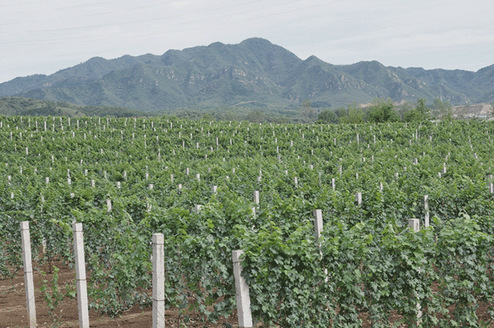 vineyard-changyu