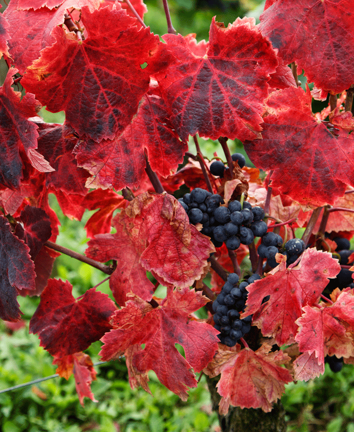 September colour in Burgundy's vineyards (Photograph: Jason Lowe)