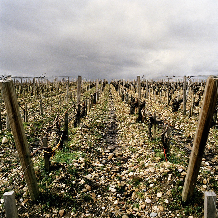 Left Bank vineyard