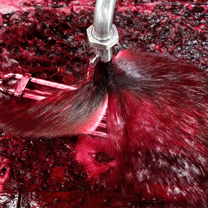 Rosé starts from red grapes: here being pumped over as they begin their fermentation. Photograph: Jason Lowe.