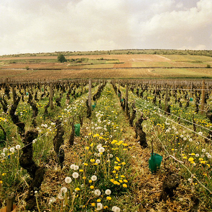 What to drink: white Burgundy