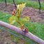 budburst