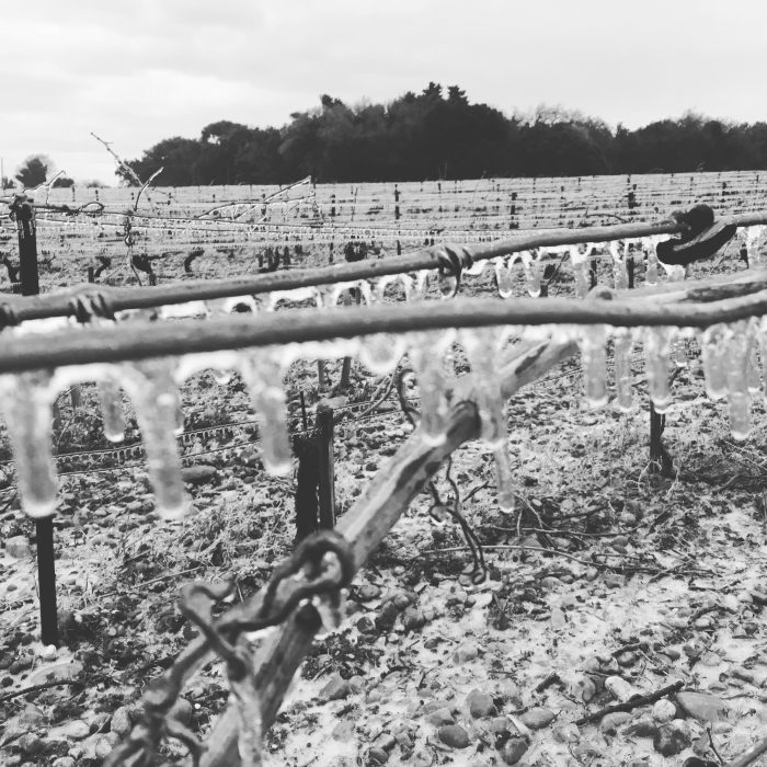 Frozen vines on the estate, January 2017