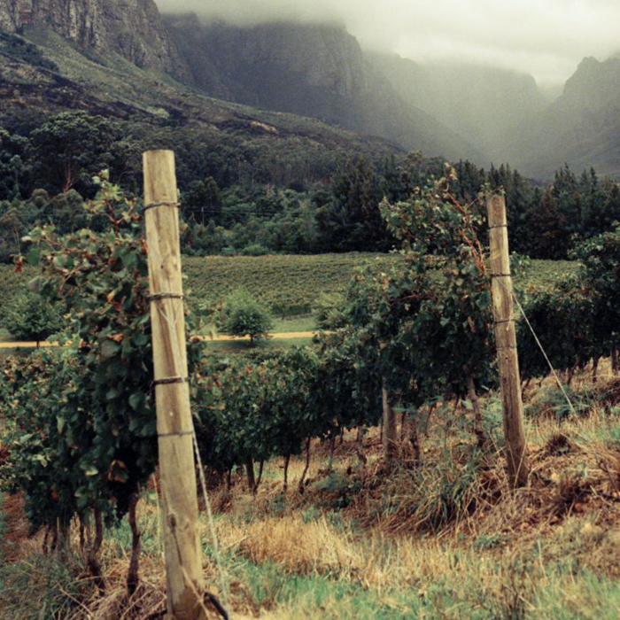 Stellenbosch, South Africa, where Pinotage was first created and thrives today. Photograph: Jason Lowe