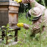 Honey-Bees-Basingstoke