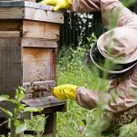 Honey Bees Basingstoke_Facebook