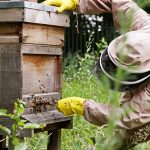 Honey Bees Basingstoke_Twitter