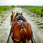 Harvest at Pontet-Canet 2009