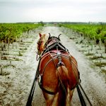 Harvest at Pontet-Canet 2009