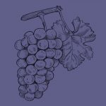 Pinot-noir-grape