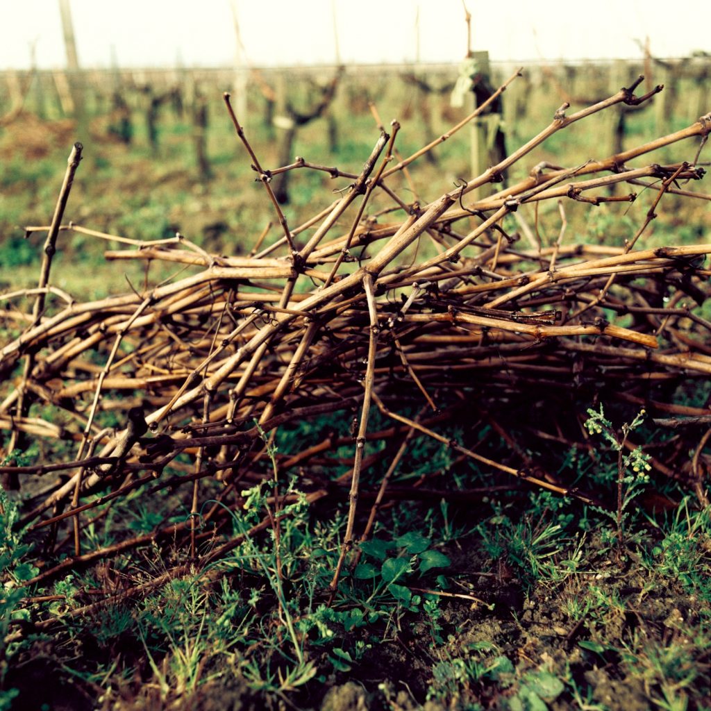 A photograph of vines by Jason Lowe