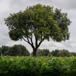 Berliquet_vineyard-Bordeaux-credit-Brice-Braastad-Copyright-Berliquet_blog